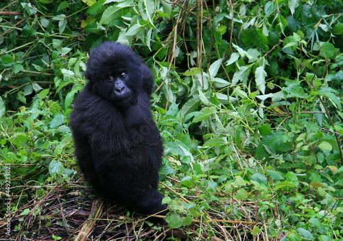 Closeup portrait of endangered baby Mountain Gorilla  Gorilla beringei beringei  looking at camera Volcanoes National Park Rwanda.