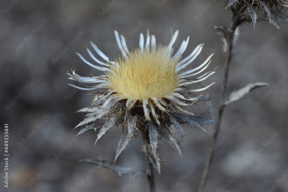 Withered, dry flower in the field. Withered, dry flower in the field.