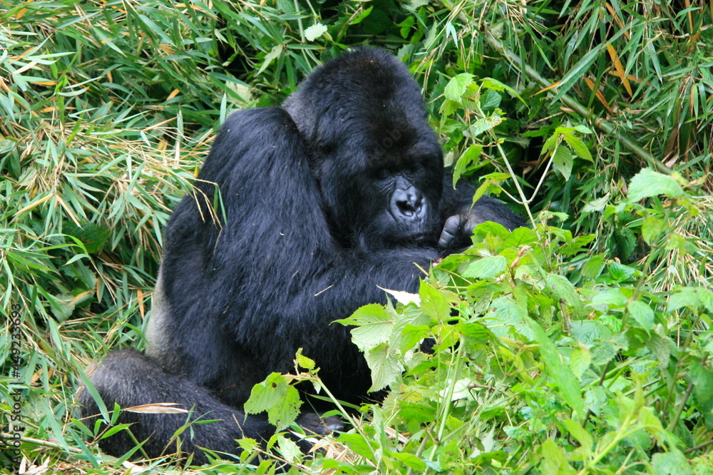 Closeup portrait of an endangered adult Silverback Mountain Gorilla (Gorilla beringei beringei) sitting down eating bamboo Volcanoes National Park Rwanda. Closeup portrait of an endangered adult Silverback Mountain Gorilla (Gorilla beringei beringei) sitting down eating bamboo Volcanoes National Park Rwanda.