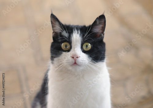 Portrait of a surprised cat close up 