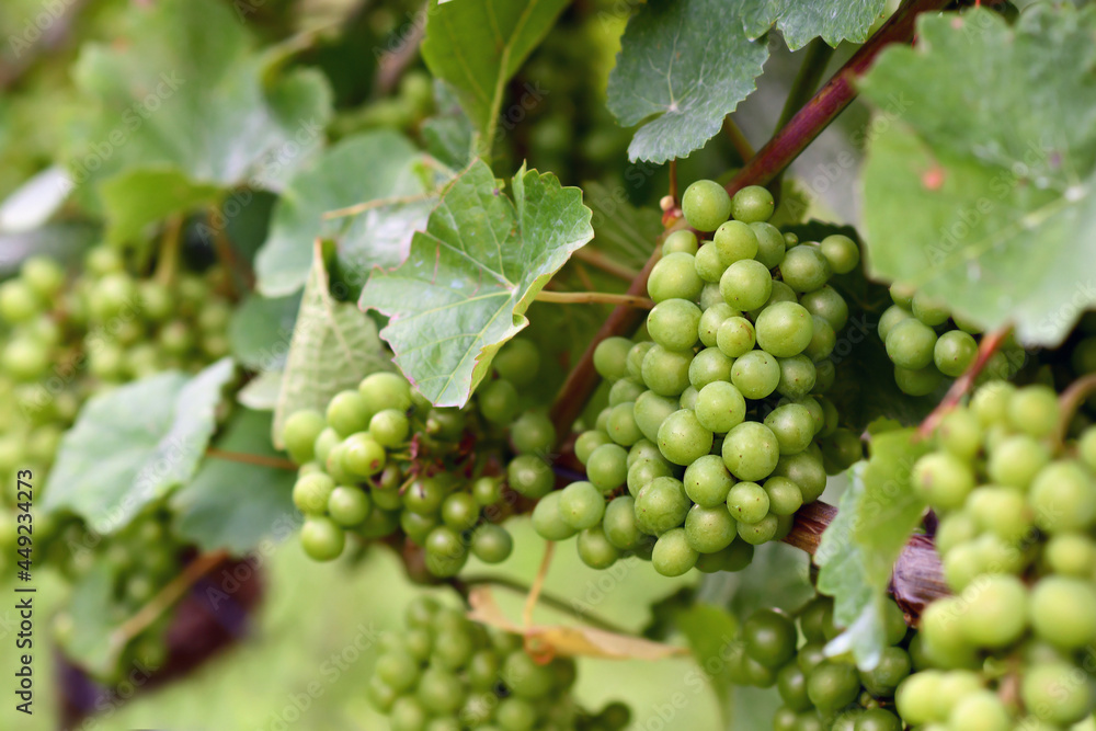 Bunch of small green wine grapes in vineyard Bunch of small green wine grapes in vineyard