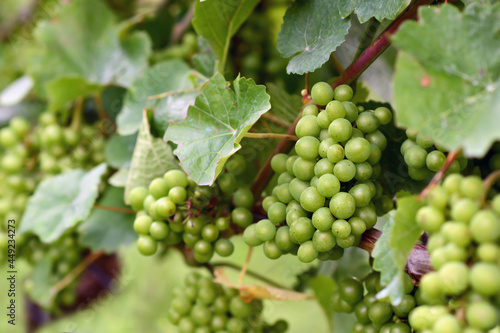 Wallpaper Mural Bunch of small green wine grapes in vineyard Torontodigital.ca