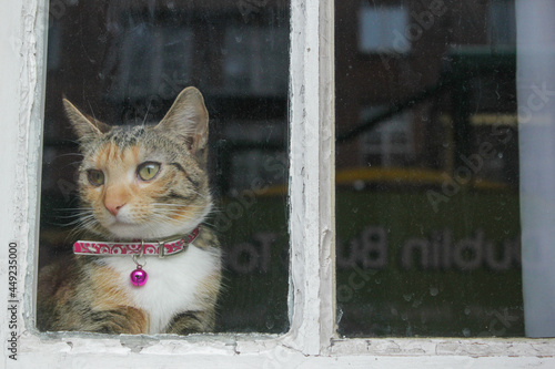 A cat looks thru the window