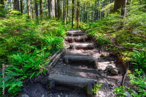 Lynn Canyon Park  North Vancouver  British Columbia  Canada. Beautiful Wooden Hiking Trail in the Rainforest. Sunny Summer Morning.