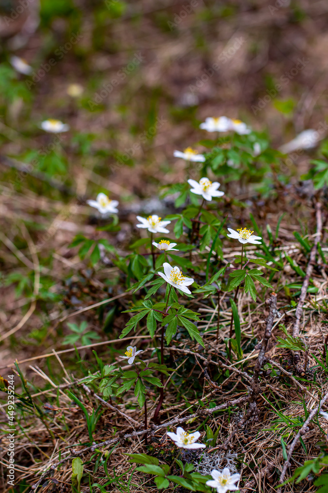 Anemonoides nemorosa flower in forest Anemonoides nemorosa flower in forest