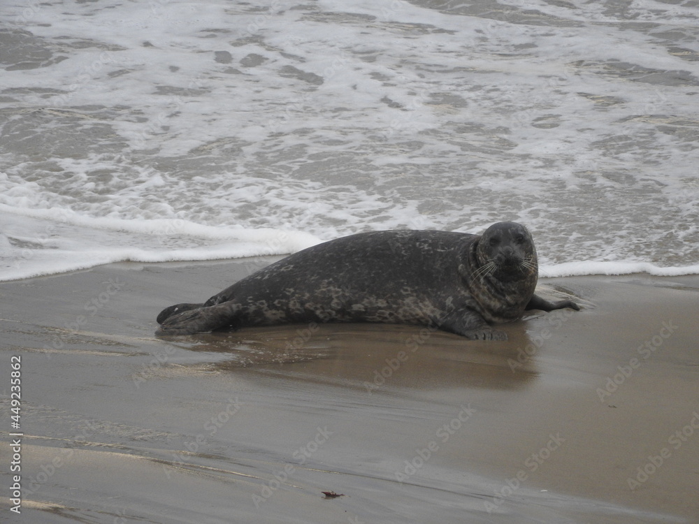 Obraz premium A harbor seal relaxing on the beach in Carpinteria, Santa Barbara County, southern California.