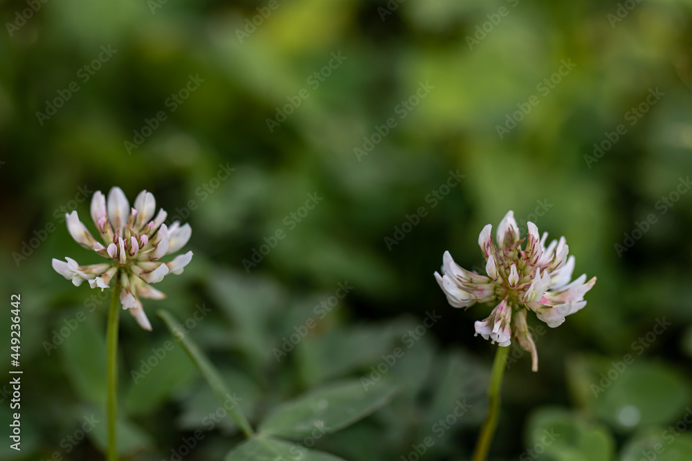 Trifolium repens flower growing in field, macro Trifolium repens flower growing in field, macro