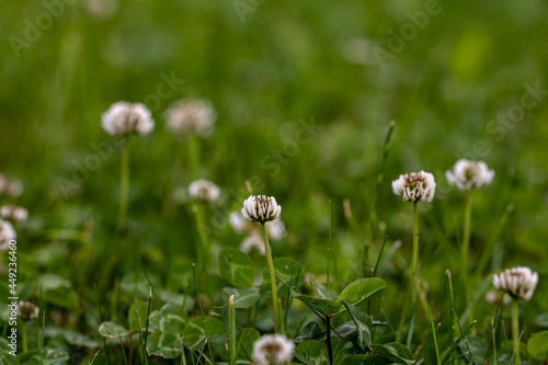 Trifolium repens flower growing in field, close up shoot