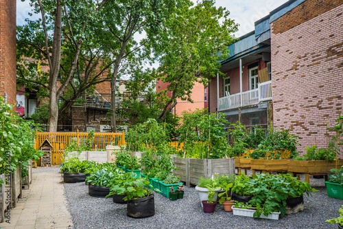 Community garden in Montreal Plateau neighborhood during the summer months with typical Montreal balcony in the background photo