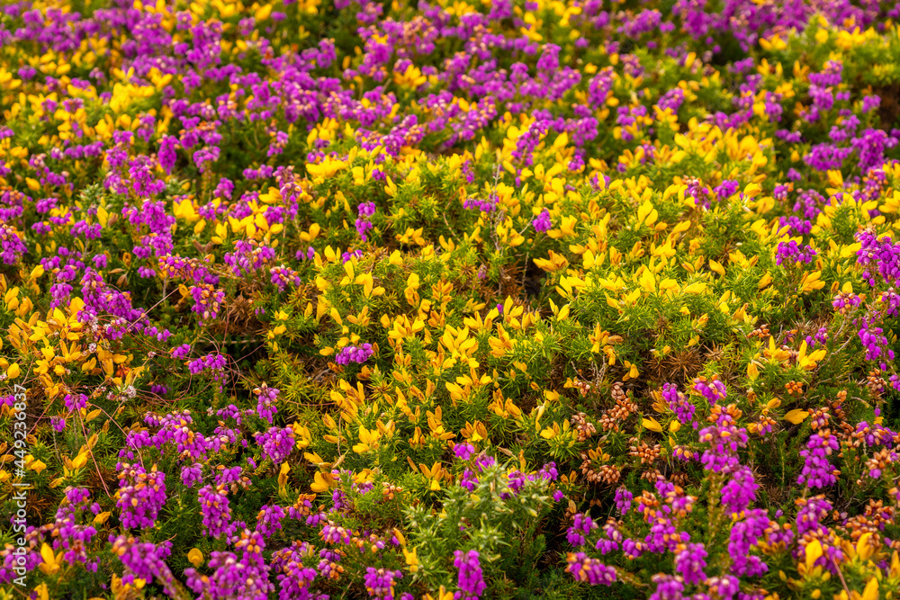 Fototapeta premium Detail of the purple and yellow flowers in summer in Phare Du Cap Frehel, it is a maritime lighthouse in Cotes-d´Armor (France). At the tip of Cap Frehel