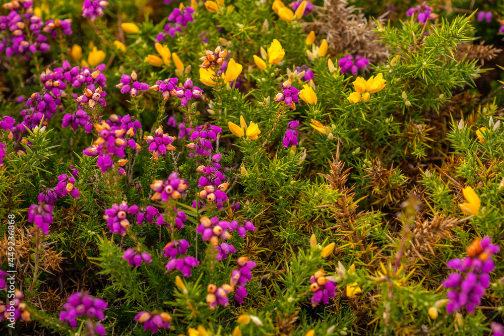 Obraz premium Detail of the purple and yellow flowers in summer in Phare Du Cap Frehel, it is a maritime lighthouse in Cotes-d´Armor (France). At the tip of Cap Frehel