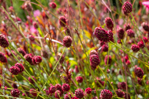 Close up of dark red, drought-resistant perennial Sanguisorba Tanna Burnet flowers, photographed in the sun in mid summer in the UK. photo