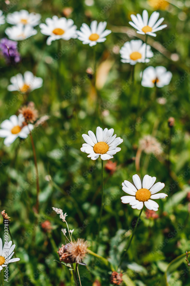field of daisies field of daisies