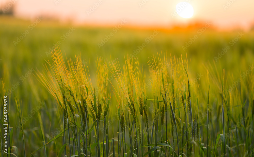 Wheat field in sunset light. Image with selective focus