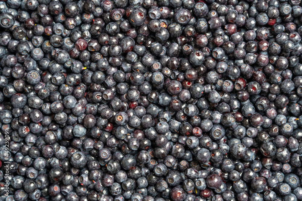 Surface covered with a layer of wild forest blueberry, close up Surface covered with a layer of wild forest blueberry, close up