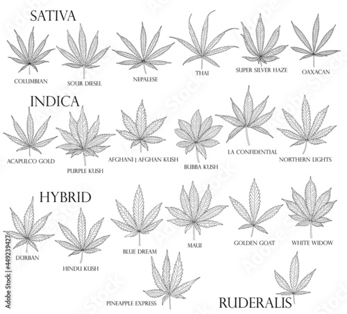 Types of weed. Sativa, Indica, Hybrid and Ruderalis cannabis leaves in black outline for use in medicine and cosmetology.