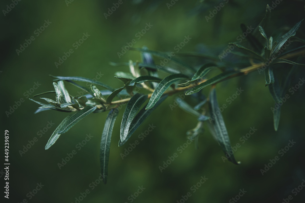 Obraz premium Sea buckthorn branch on a dark background 