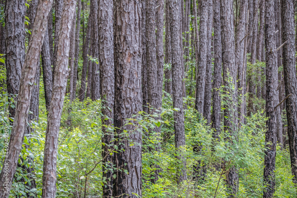 Dense wooded forest closeup Dense wooded forest closeup