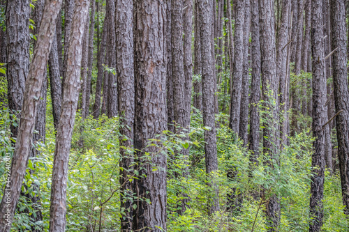 Fototapeta Naklejka Na Ścianę i Meble -  Dense wooded forest closeup