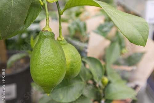 the fruits of a green lemon on a branch on the shelves of stores
