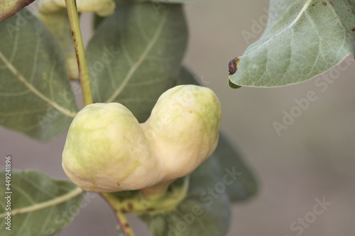 Pistacia terebinthus Cyprus turpentine shrub with horn-shaped galls and balls with lanceolate green leaves stems on homogeneous yellowish green background photo