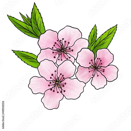 drawing flower of almond tree  Prunus amygdalus  isolated at white background  hand drawn illustration