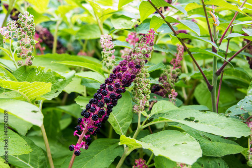 Herbal plant: Indian pokeweed (Phytolacca acinosa) which is locally used for pain relief. It has antiasthmatic, antifungal, expectorant, antibacterial and laxative properties.