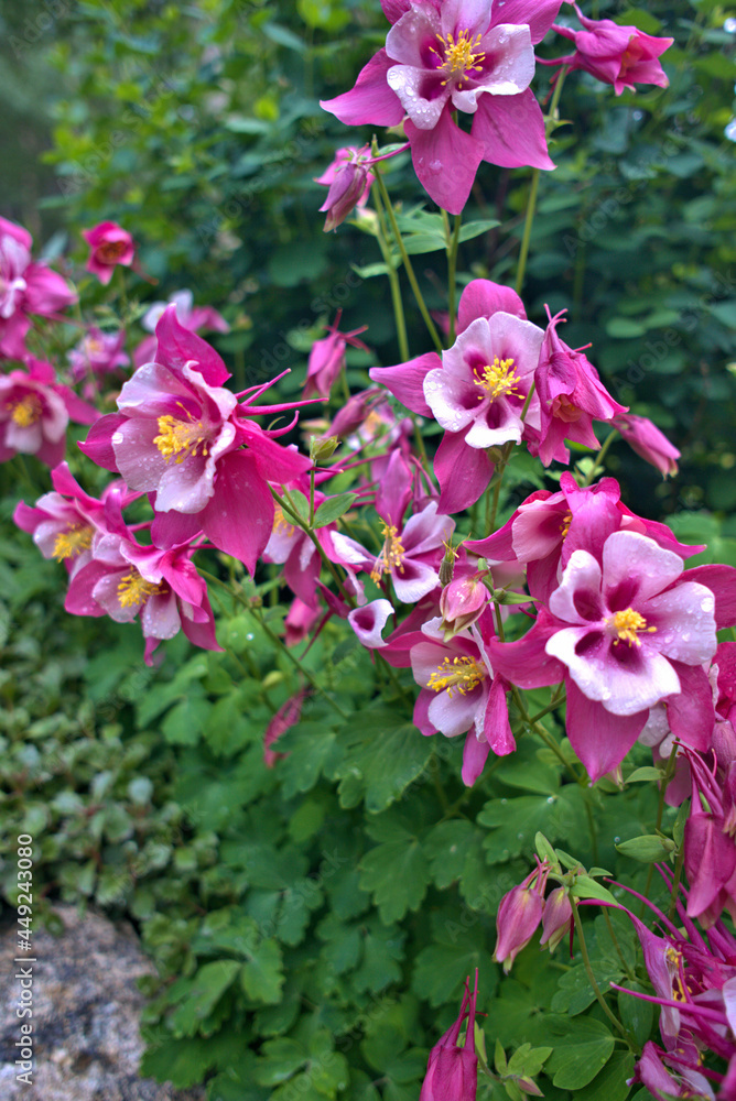 Colorful wild columbine flowers in the Rocky Mountains Colorful wild columbine flowers in the Rocky Mountains
