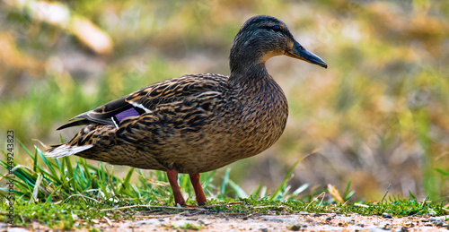 Mallard photo