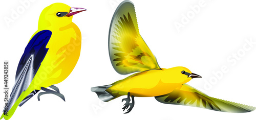 oriole bird in flight.