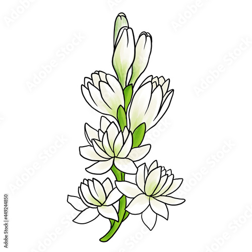 drawing flower of tuberose isolated at white background  hand drawn illustration