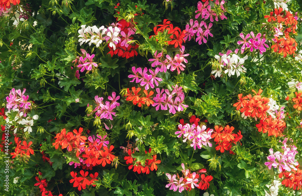Naklejka premium beautiful background with muscat flowers.
