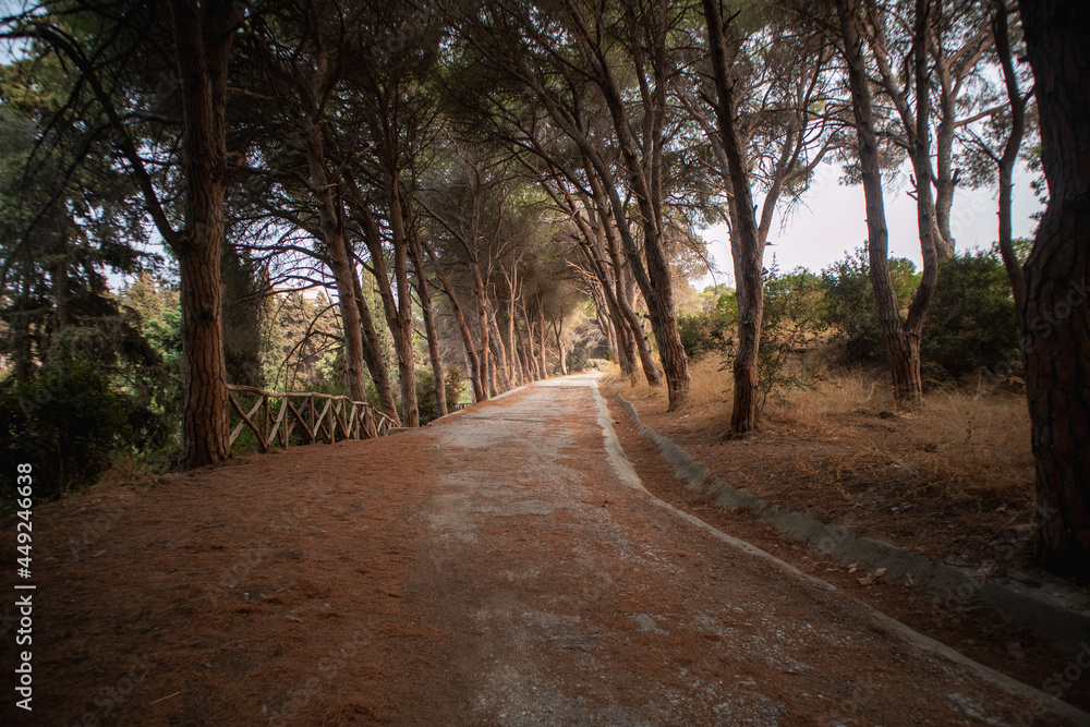 Fototapeta premium path in the forest Rhodos Greece