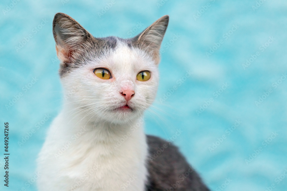 Portrait of a white spotted cat on a light blue background. The cat looks intently into the distance Portrait of a white spotted cat on a light blue background. The cat looks intently into the distance