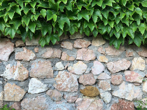 Natural ivy frame on an old brick wall. Copy space.