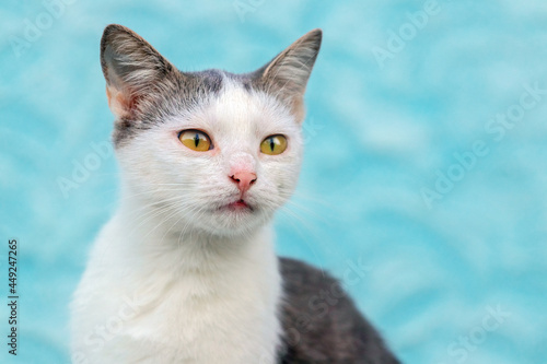 Portrait of a white spotted cat on a light blue background. The cat looks intently into the distance