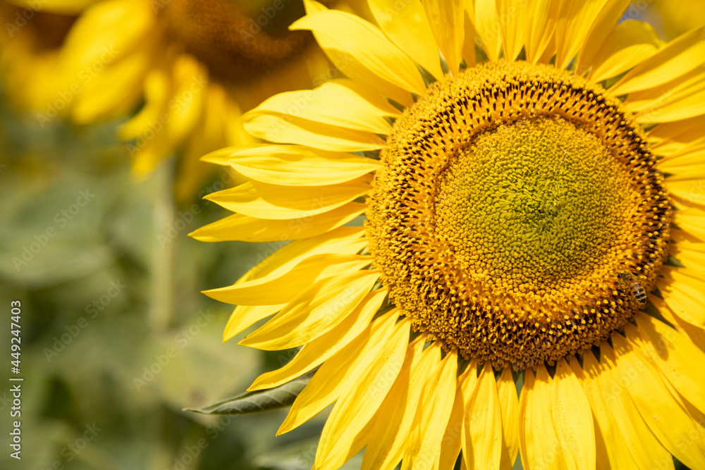 image of a sunny flower sunflower large image of a sunny flower sunflower large