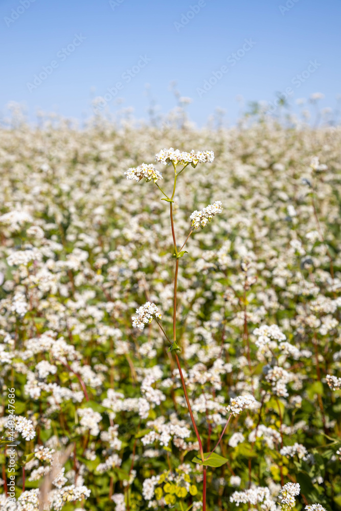 image of blooming fields of buckwheat in the Altai territory image of blooming fields of buckwheat in the Altai territory