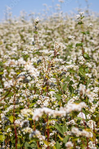 image of blooming fields of buckwheat in the Altai territory © Ирина Крое