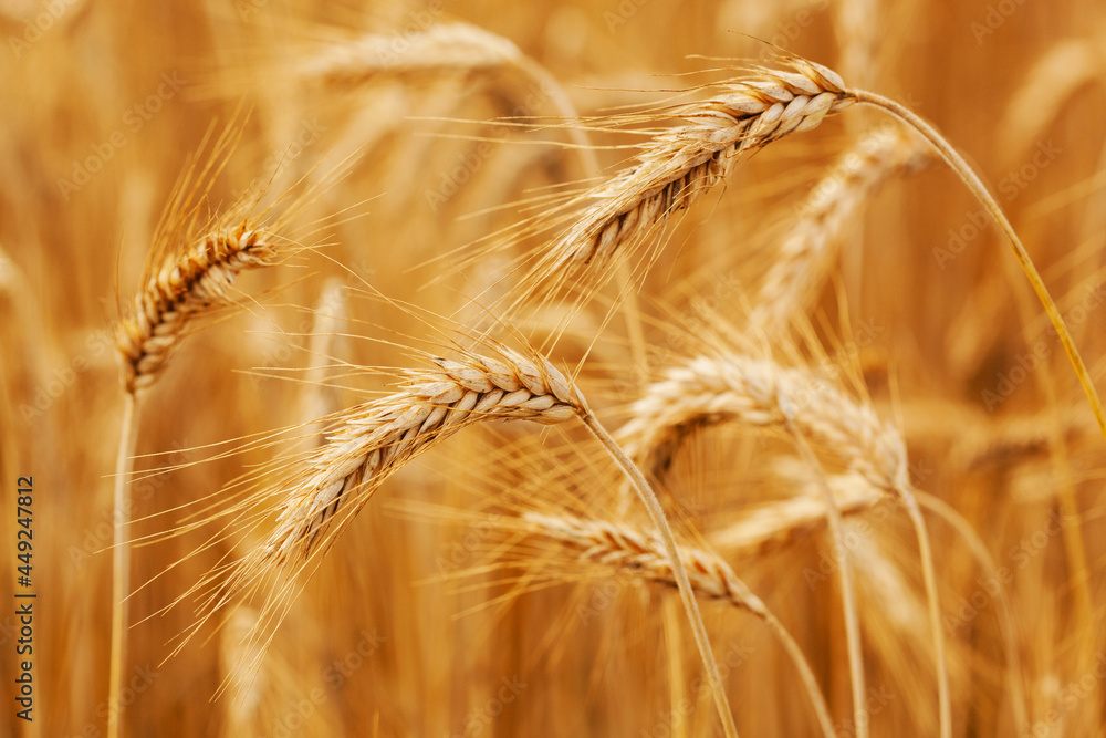 Ripe wheat field. Wheat spikelets are ready to harvest. Farm concept Ripe wheat field. Wheat spikelets are ready to harvest. Farm concept