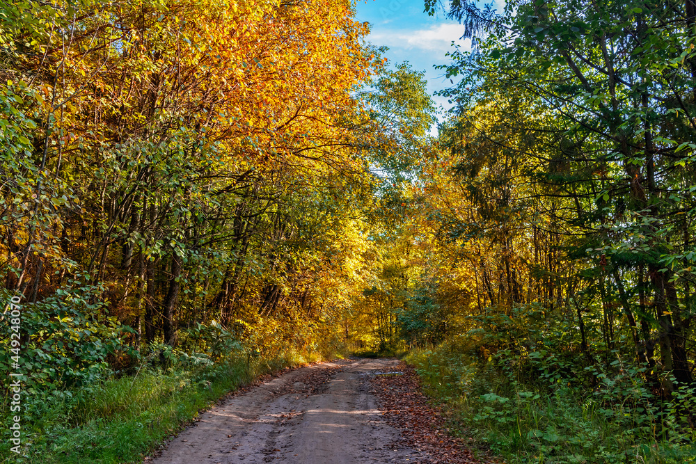 rural landscape with a path in the autumn forest rural landscape with a path in the autumn forest