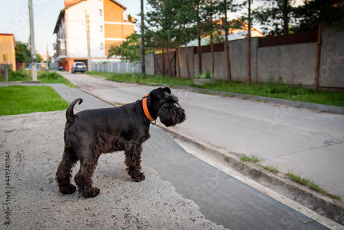 Black cute Miniature Schnauzer for a walk. photo