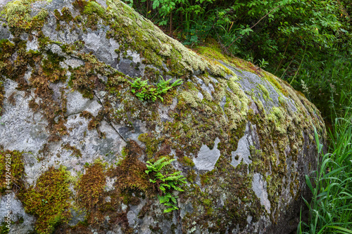 A gray old stone in the forest overgrown with moss and ferns. The texture of stone rocks