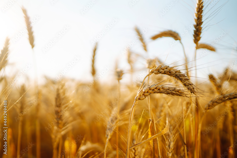 Fototapeta premium Background of ripening ears of yellow wheat field at sky background. Growth nature harvest. Agriculture farm.