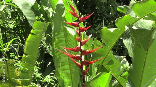 Zoom on a heliconia red and yellow wild flower of panama with big leaf Stock Footage 4k UHD 50 FPS photo