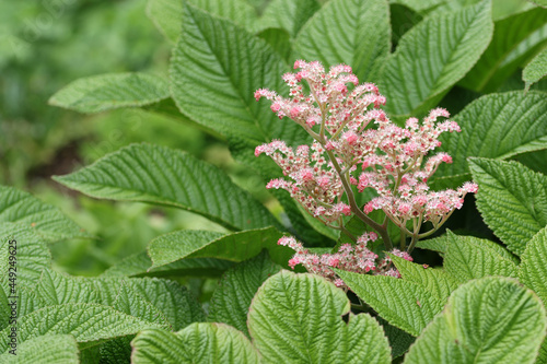 Henrys chestnut leaved rodgersia flowers and leaves photo