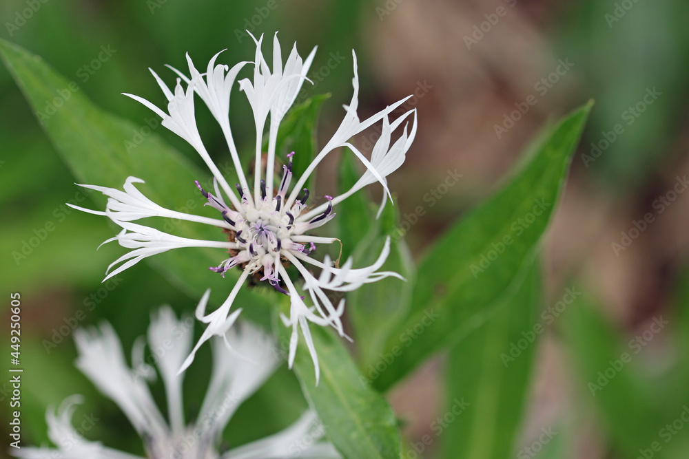 White centaurea flower close up White centaurea flower close up