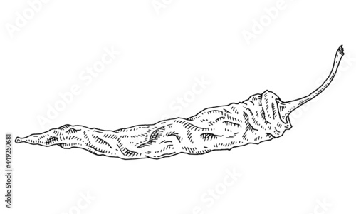 Whole dry pepper chilli. Vintage hatching black illustration.