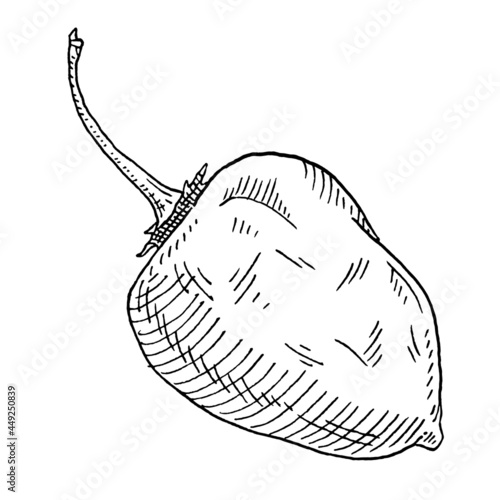 Whole pepper habanero. Vintage hatching vector black illustration.