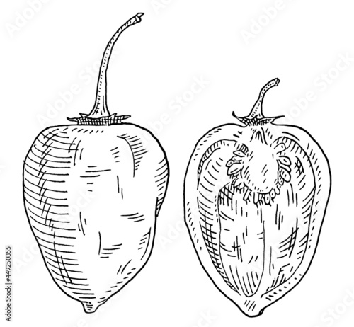 Whole and half pepper habanero. Vintage hatching vector black illustration.